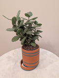 Bottom Watering Planter (Small Slider) (4x4 inch)